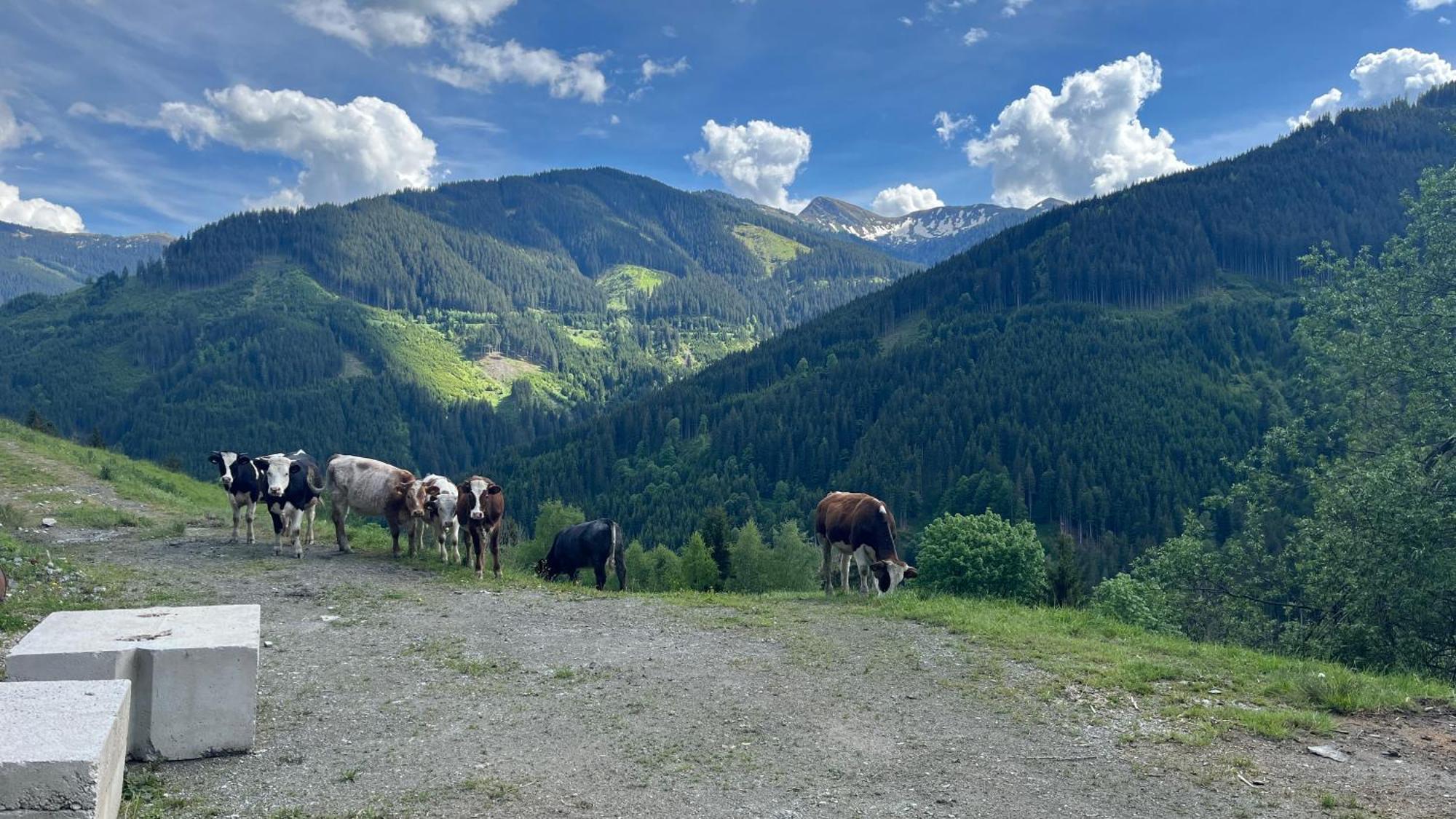 Landhaus Oberzinnegg Saalbach-Hinterglemm Exteriör bild